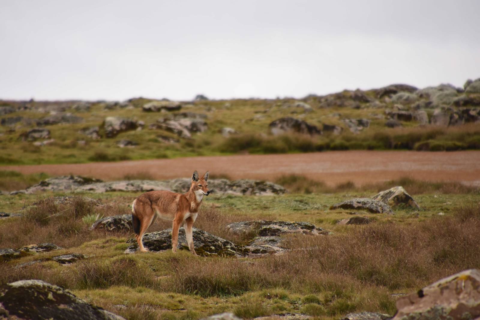 Ethiopian wolf