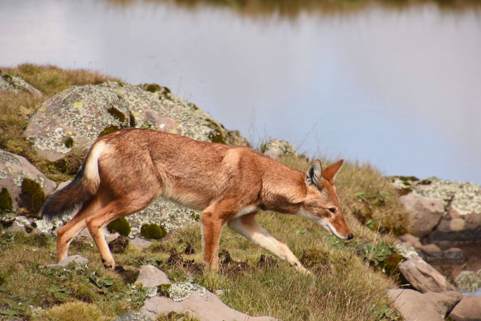 Ethiopian wolf