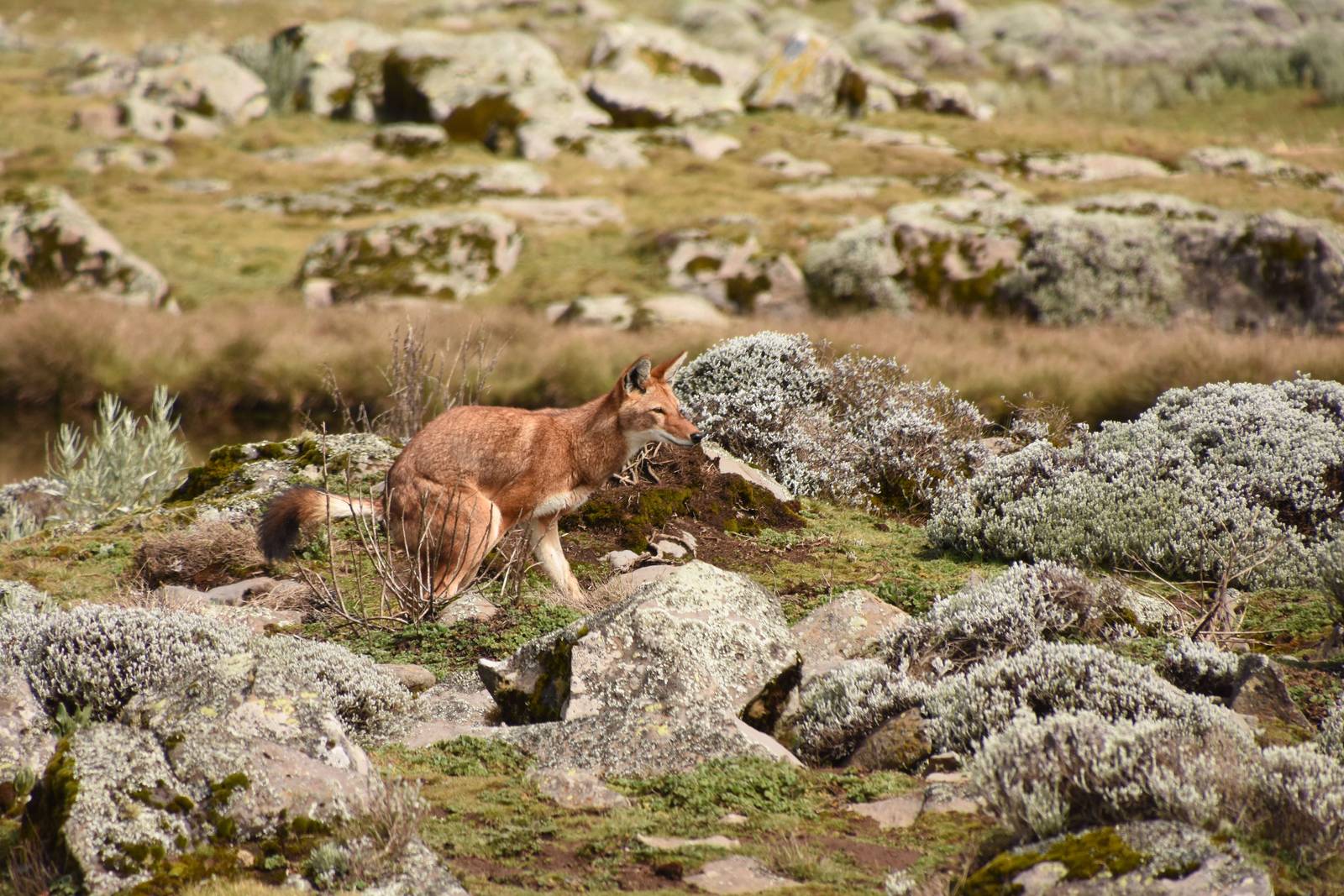 Ethiopian wolf