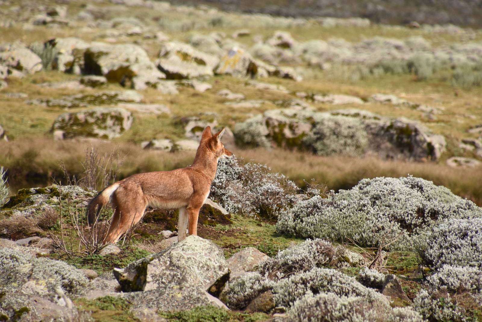 Ethiopian wolf