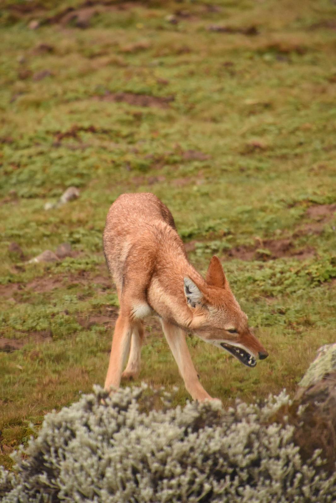 Ethiopian wolf