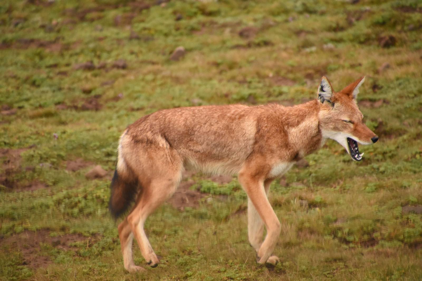 Ethiopian wolf