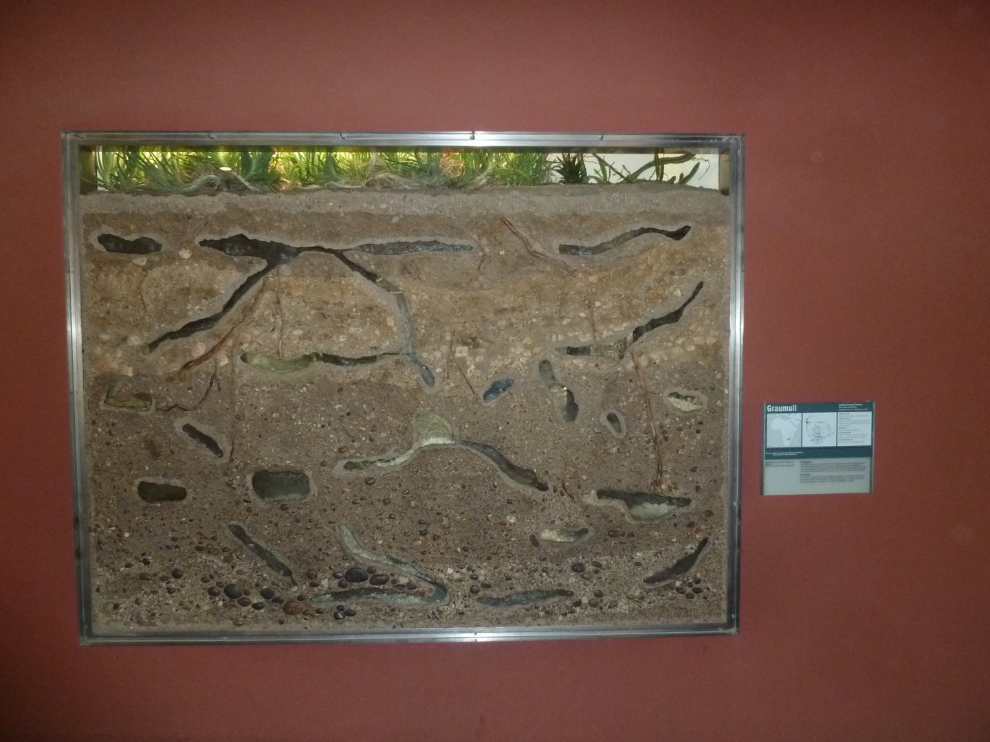 Etoscha-haus - Ansell's mole-rat exhibit