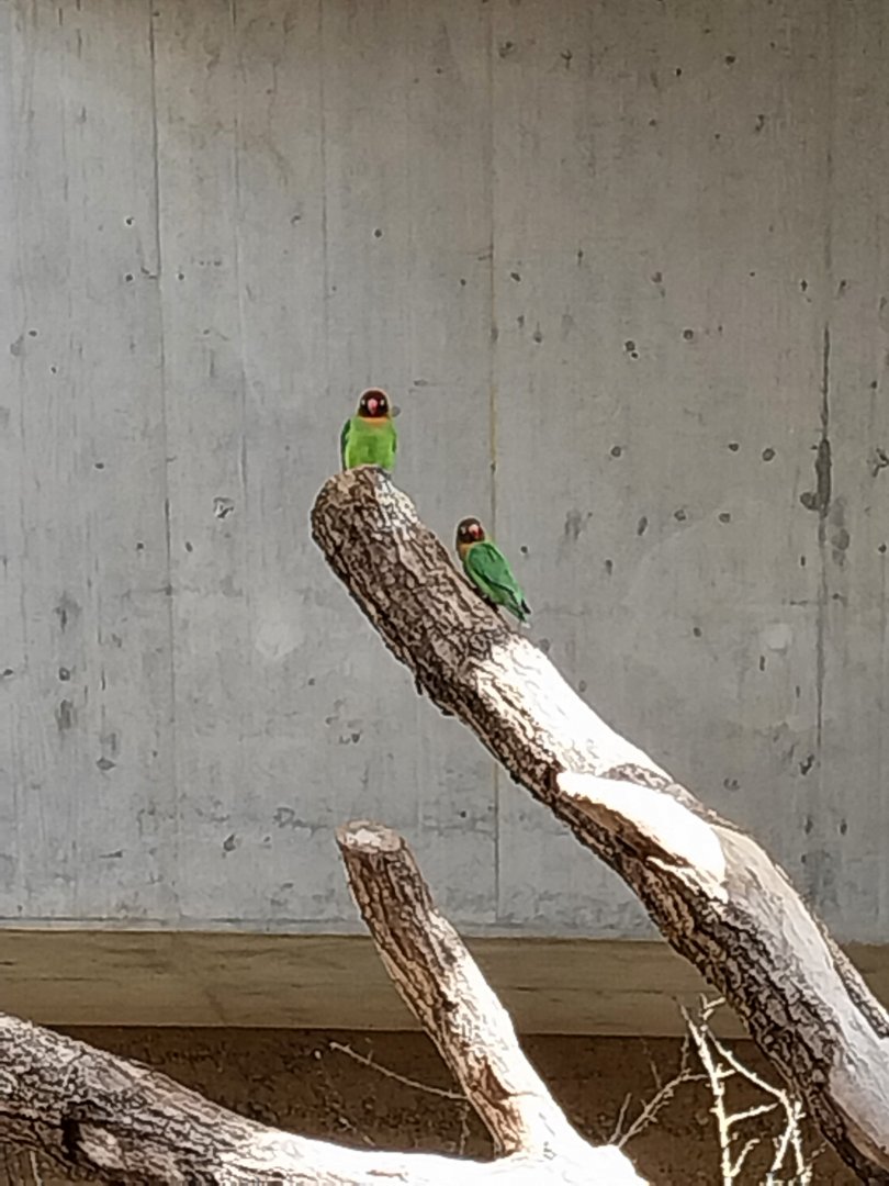 Etoscha-haus - Black-cheeked lovebird (Agapornis nigrigenis)