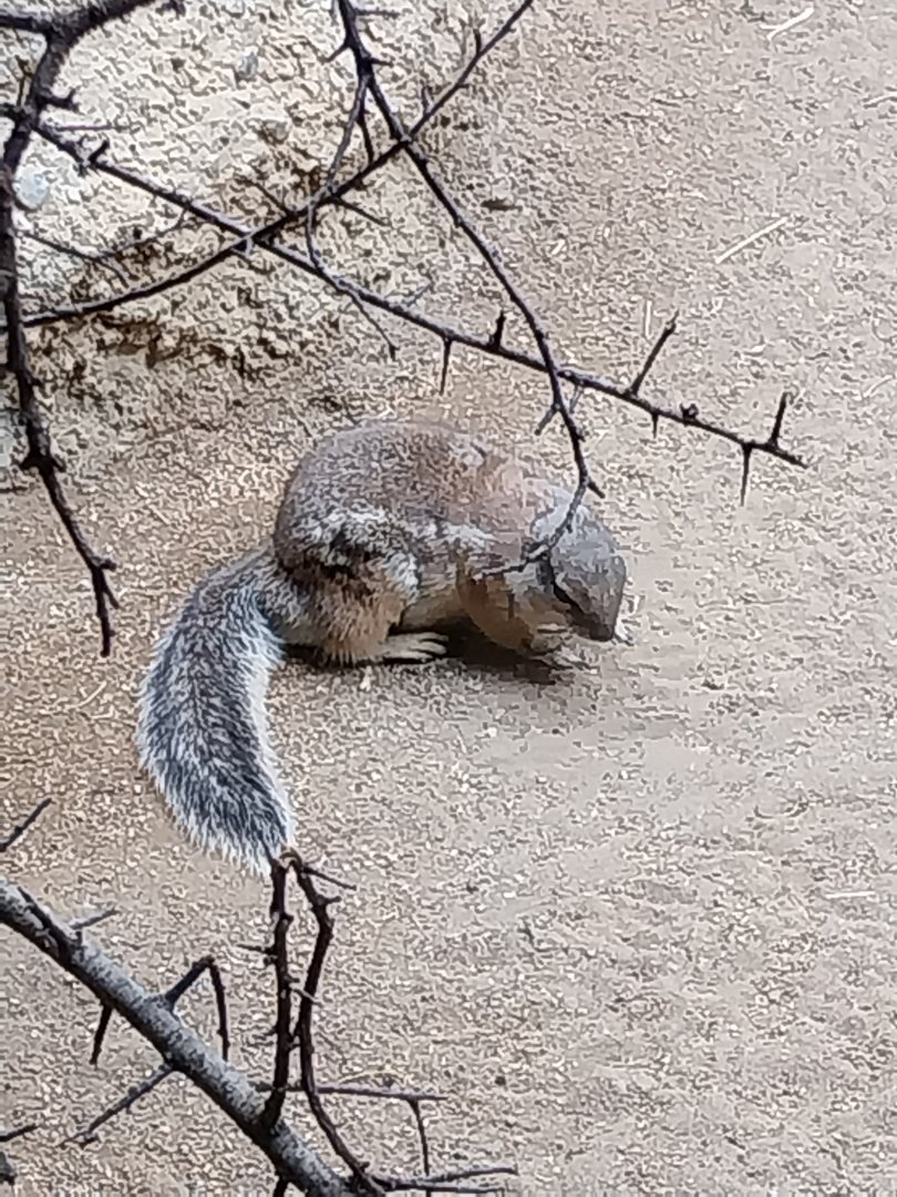 Etoscha-haus - Cape ground squirrel (Geosciurus inauris)