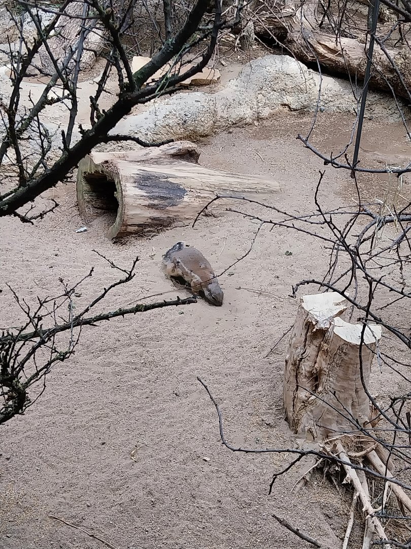 Etoscha-haus - Cape ground squirrel (Geosciurus inauris)