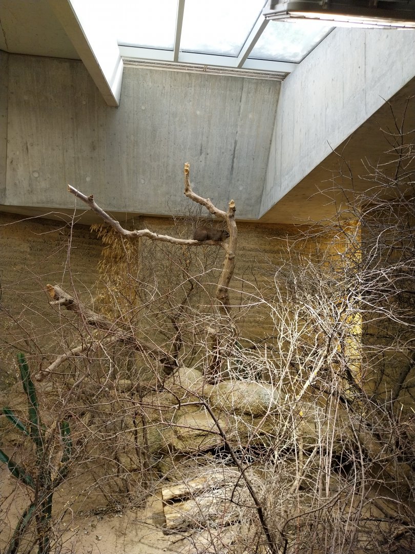 Etoscha-haus - Common rock hyrax (Procavia capensis)