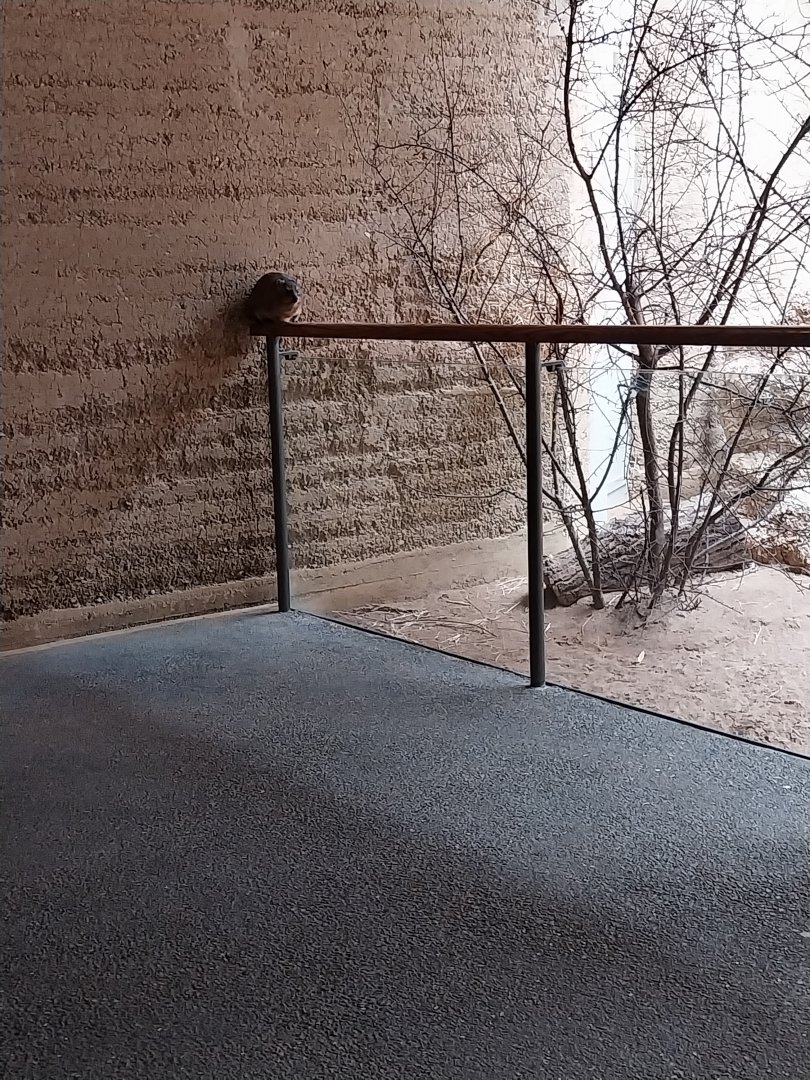 Etoscha-haus - Common rock hyrax (Procavia capensis)