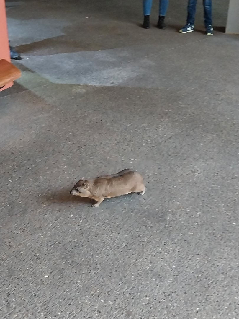 Etoscha-haus - Common rock hyrax (Procavia capensis)