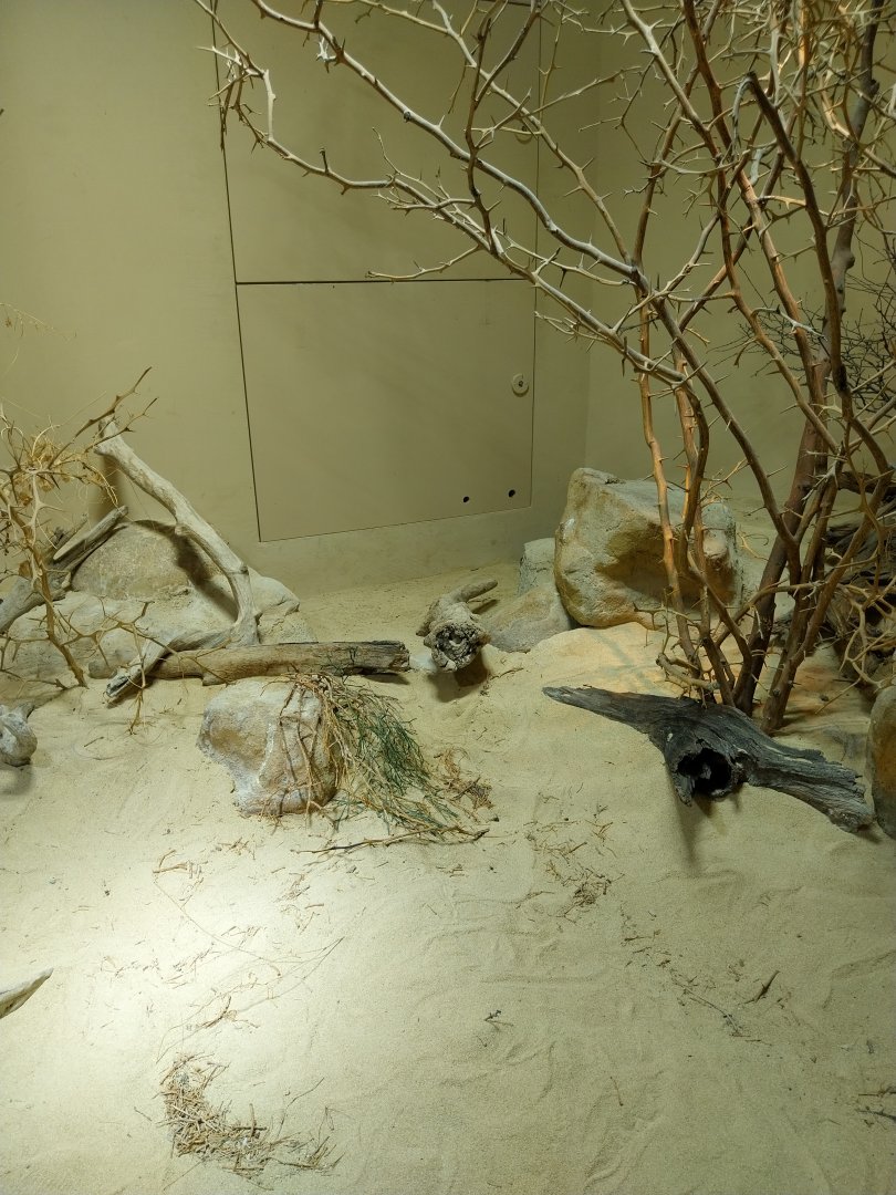 Etoscha-haus - Desert horned viper exhibit