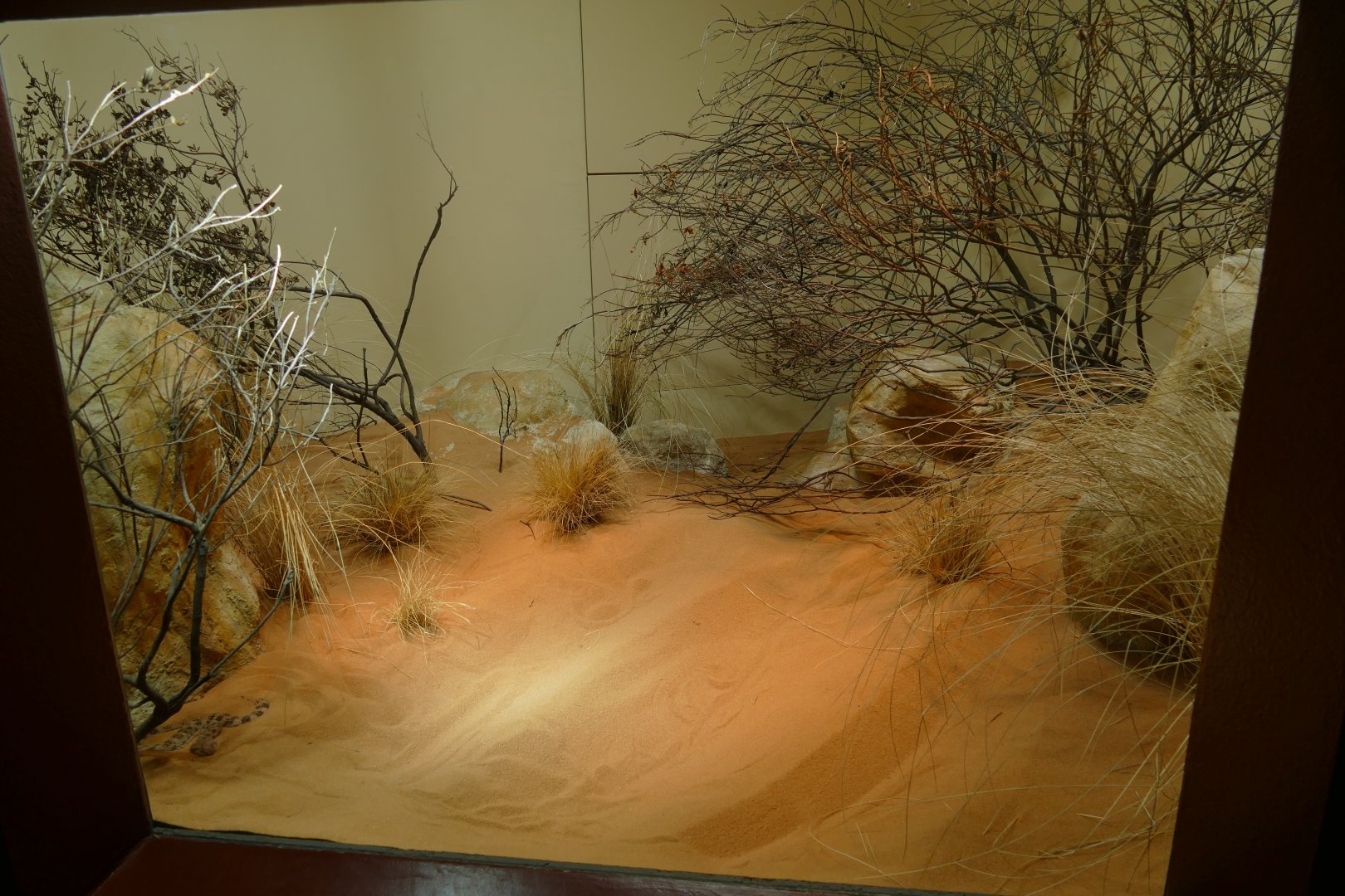 Etoscha Haus- Horned Viper Exhibit