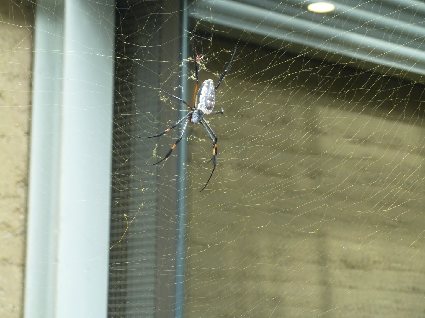 Etoscha-haus - Large orb-weaving spider (Nephila sp.)
