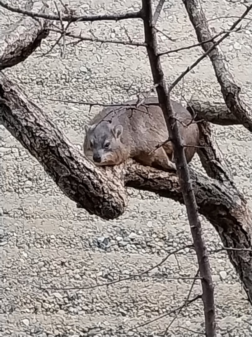 Etoscha-haus - Meerkat enclosure - Common rock hyrax (Procavia capensis)