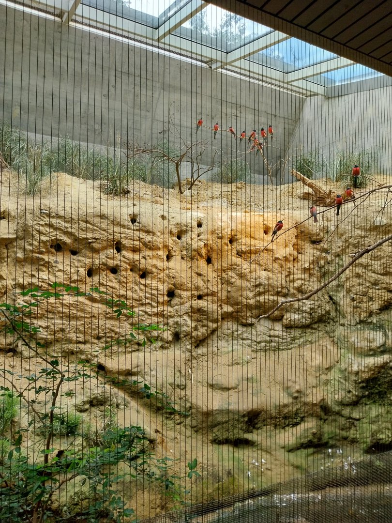 Etoscha-haus - Northern carmine bee-eater exhibit (Merops nubicus)