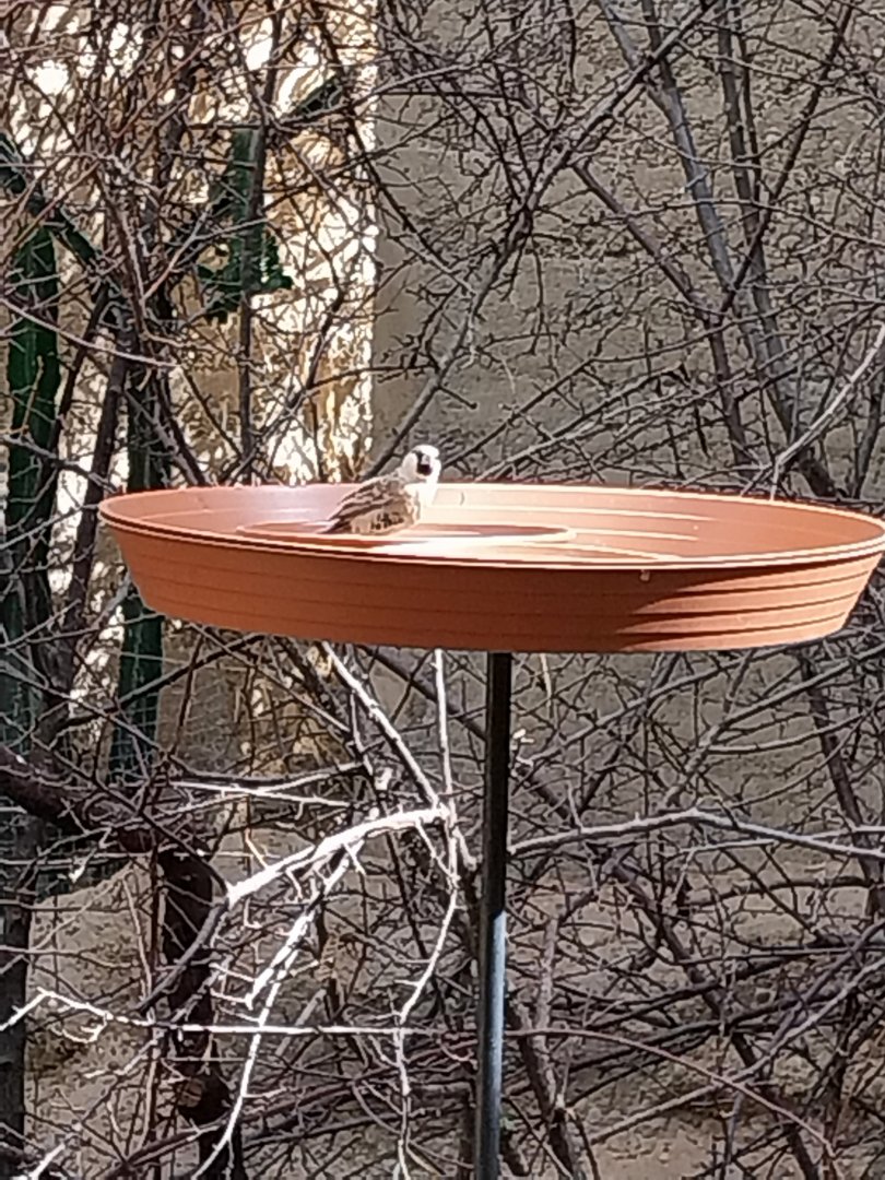 Etoscha-haus - Sociable weaver (Philetairus socius)