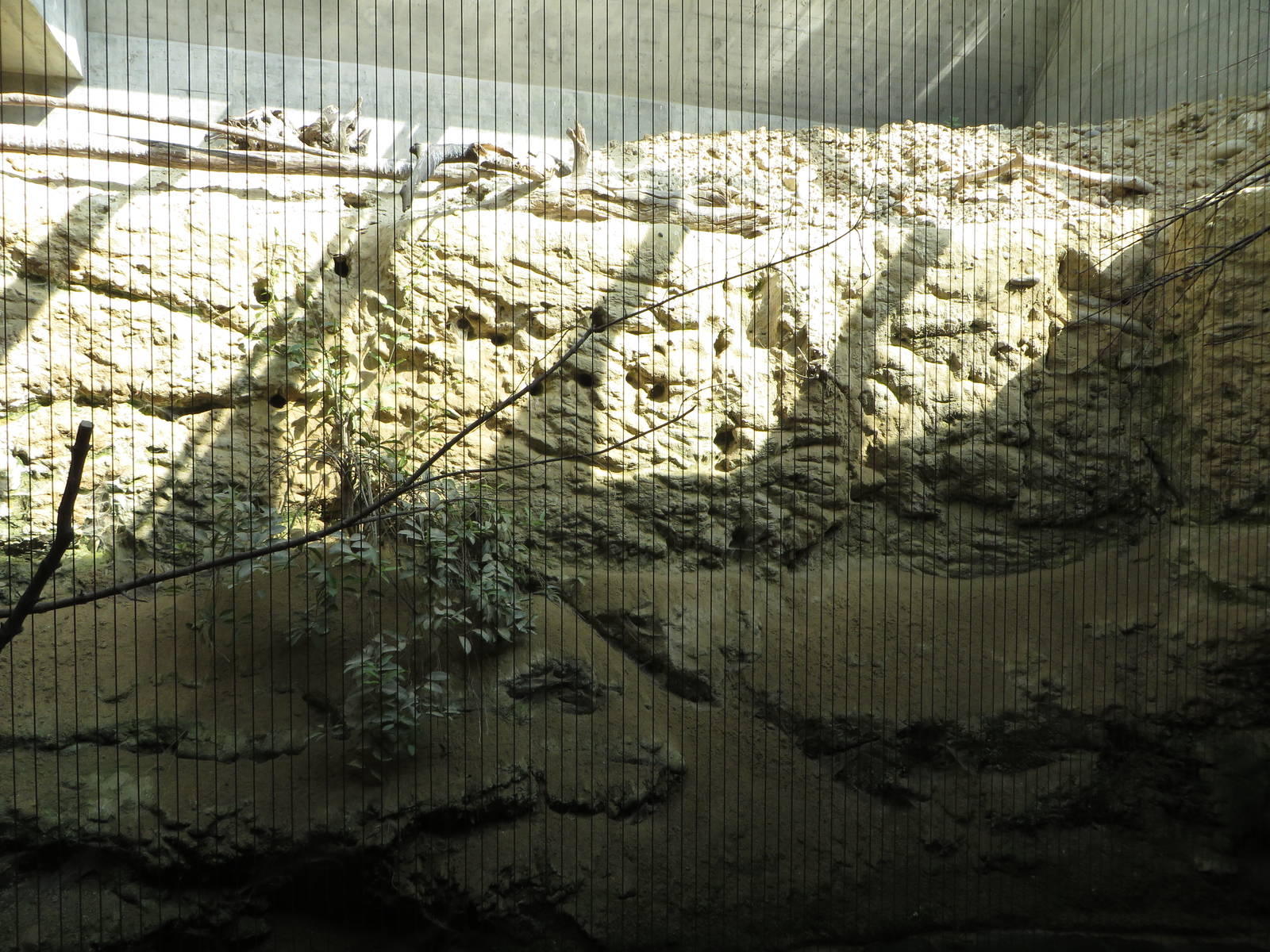 Etosha house - bee-eater exhibit