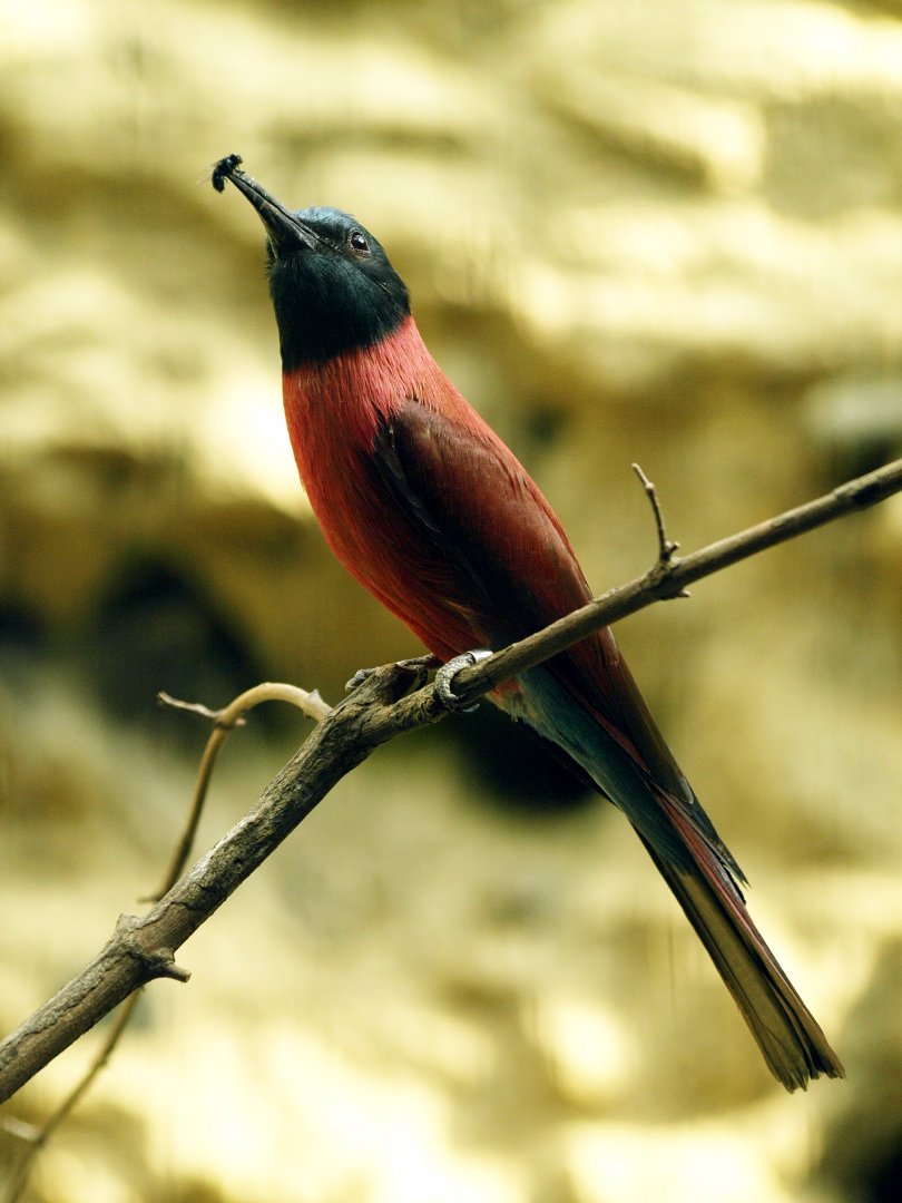 Etosha house - Carmine bee eater