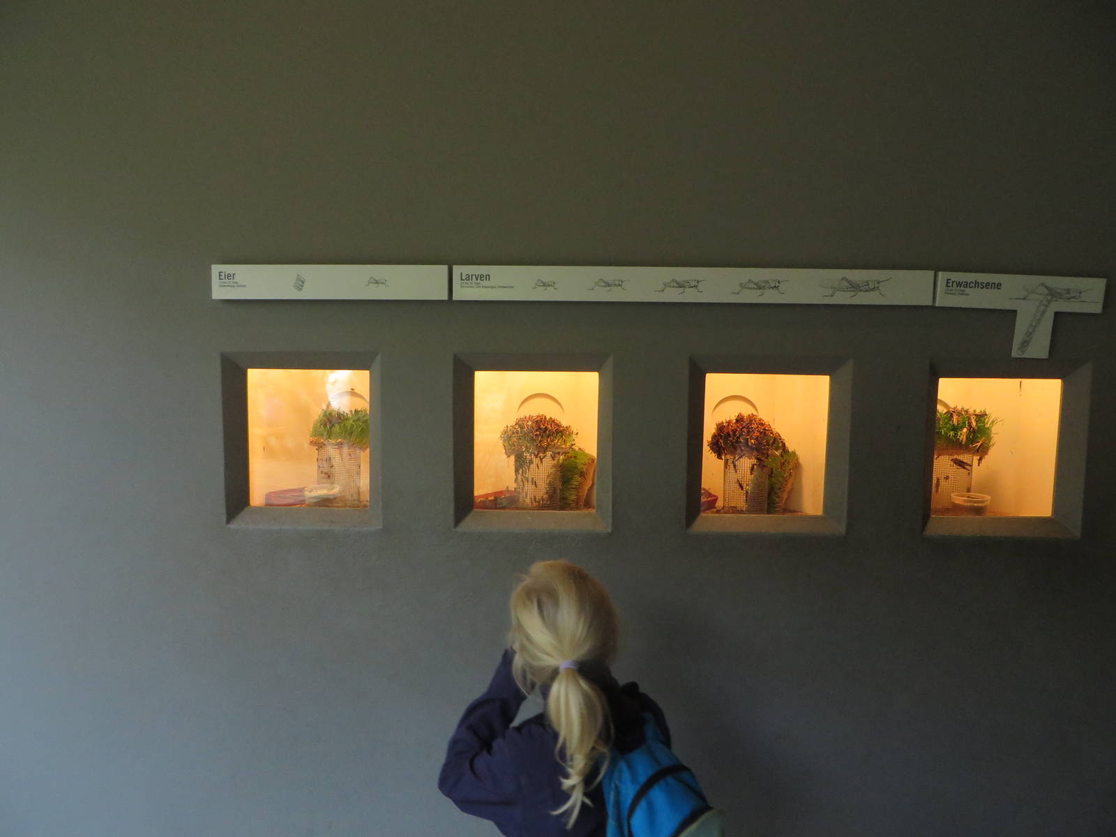 Etosha house - grasshoppers