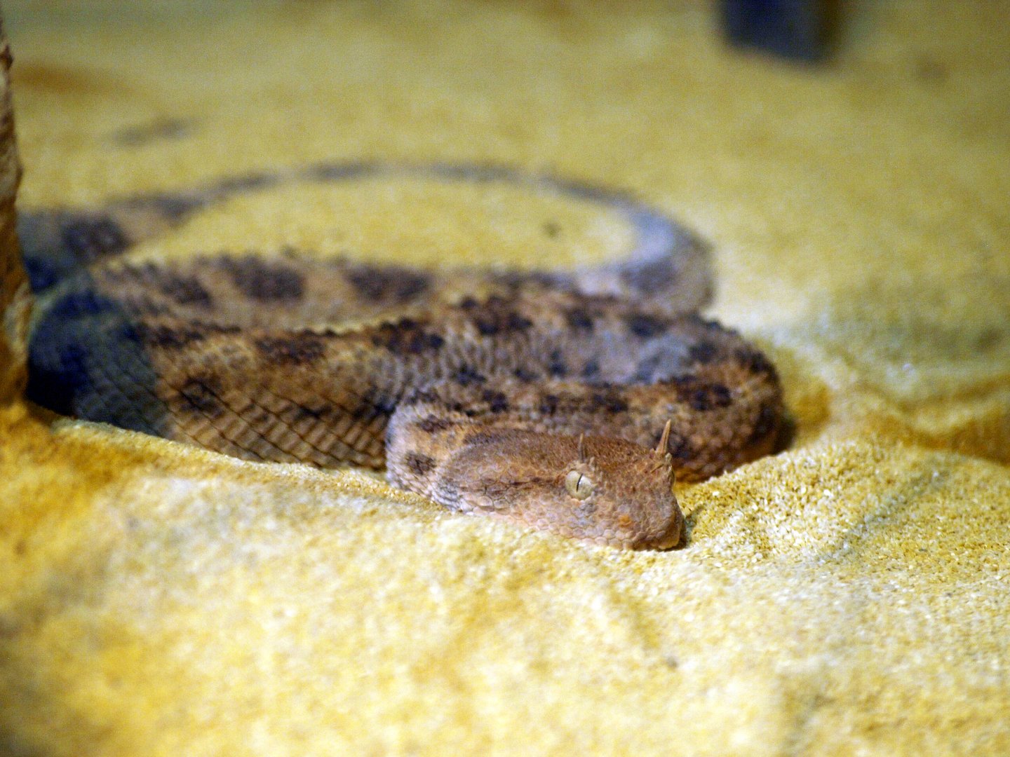 Etosha house - Horned viper