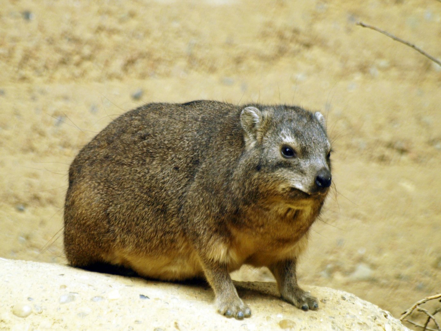Etosha house - Hyrax