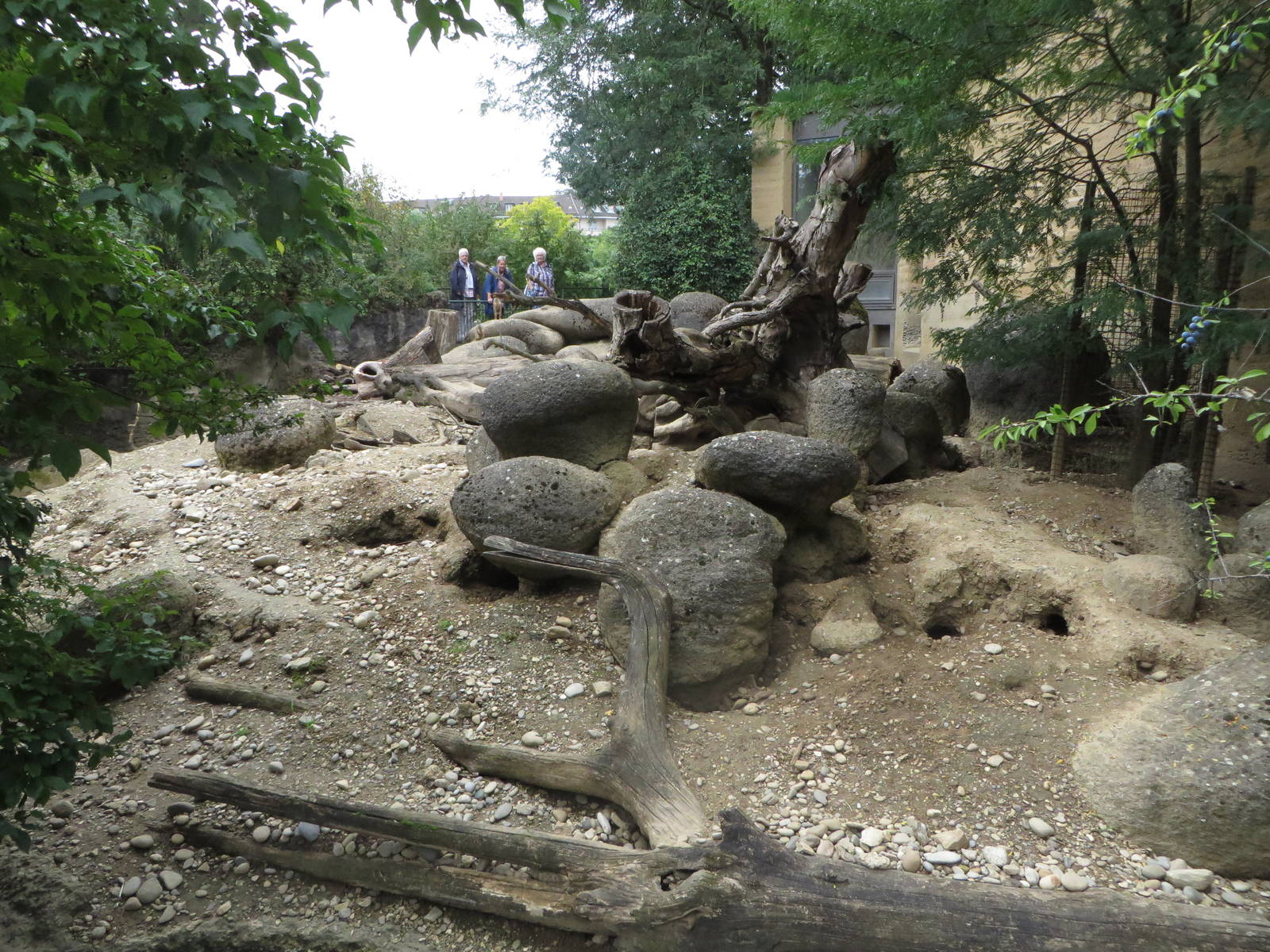 Etosha house - meerkat outdoors