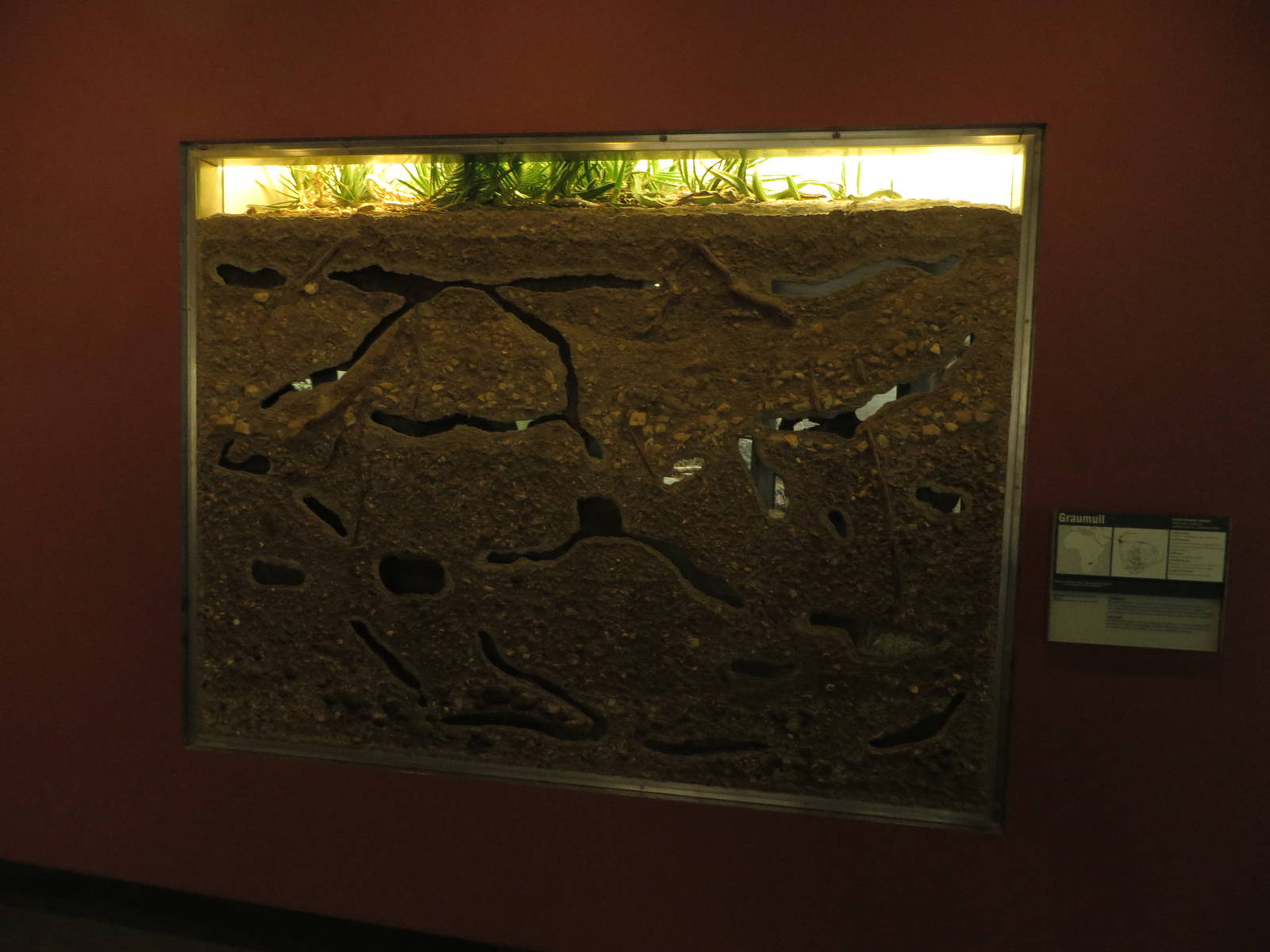 Etosha house - mole rats