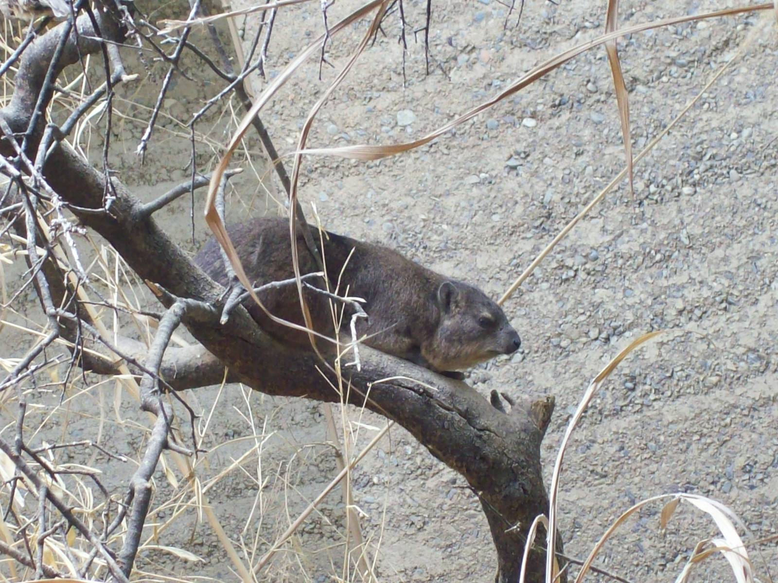 etosha house rock hyrax