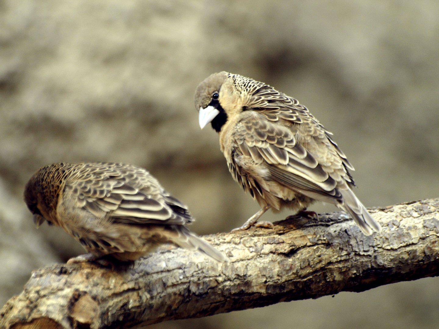 Etosha house - Sociable weaver