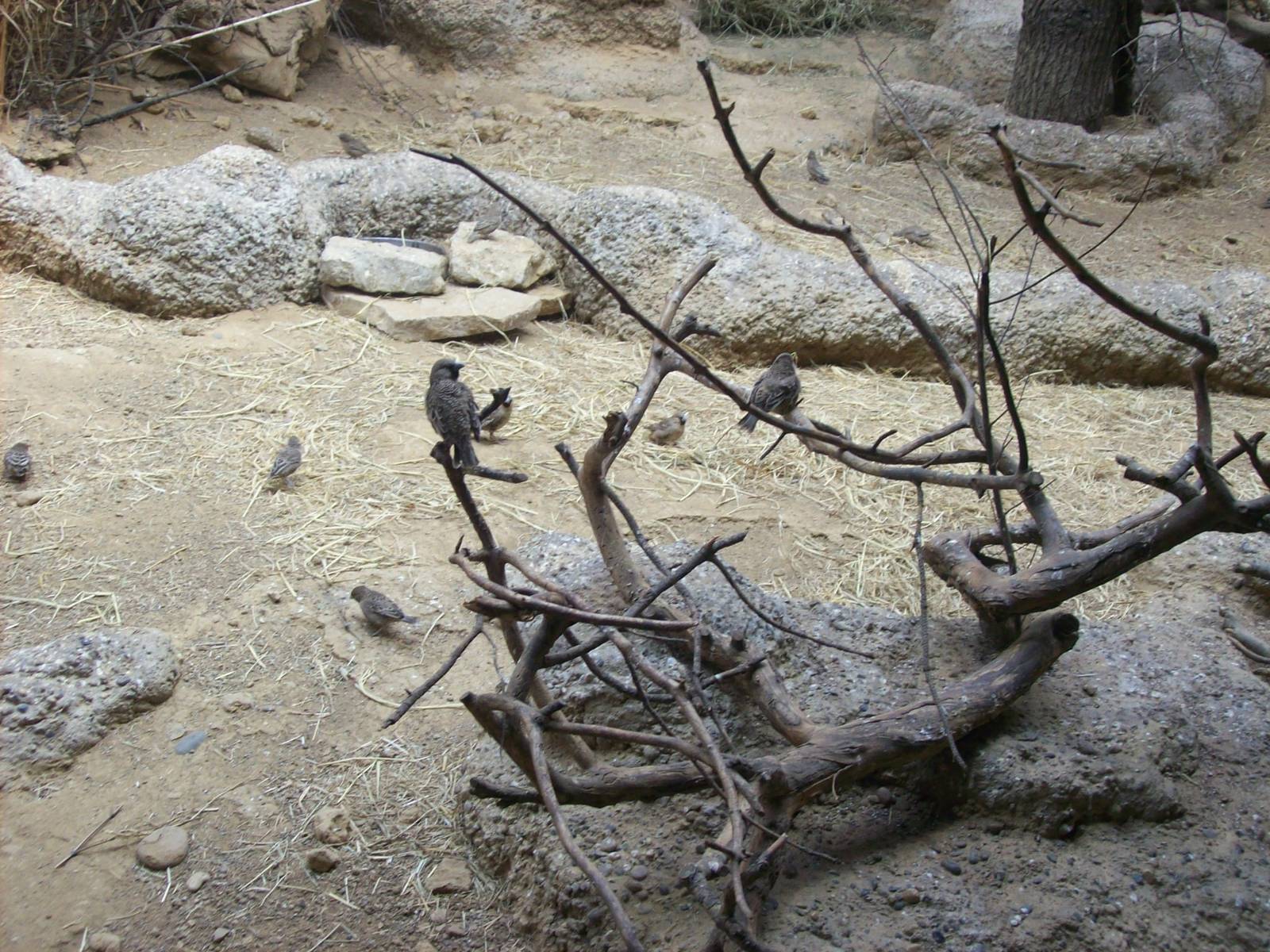 etosha house-socialable weavers