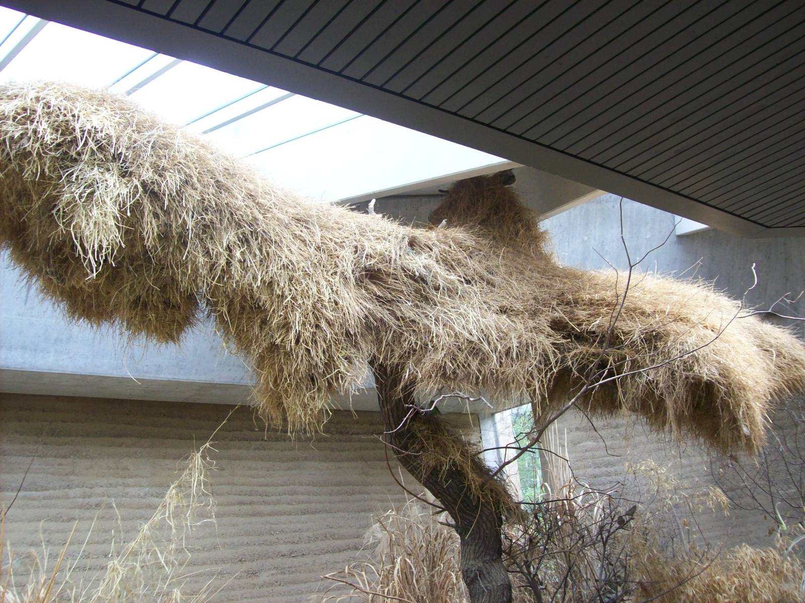 etosha house-weavers nest