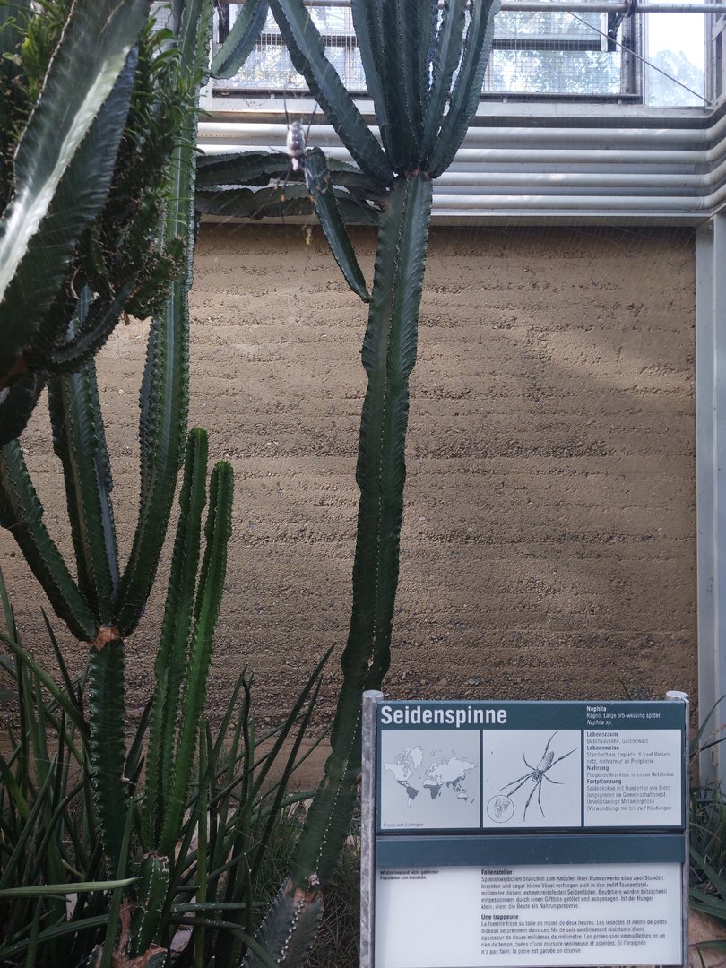 Etosha - Nephila spider walkthrough