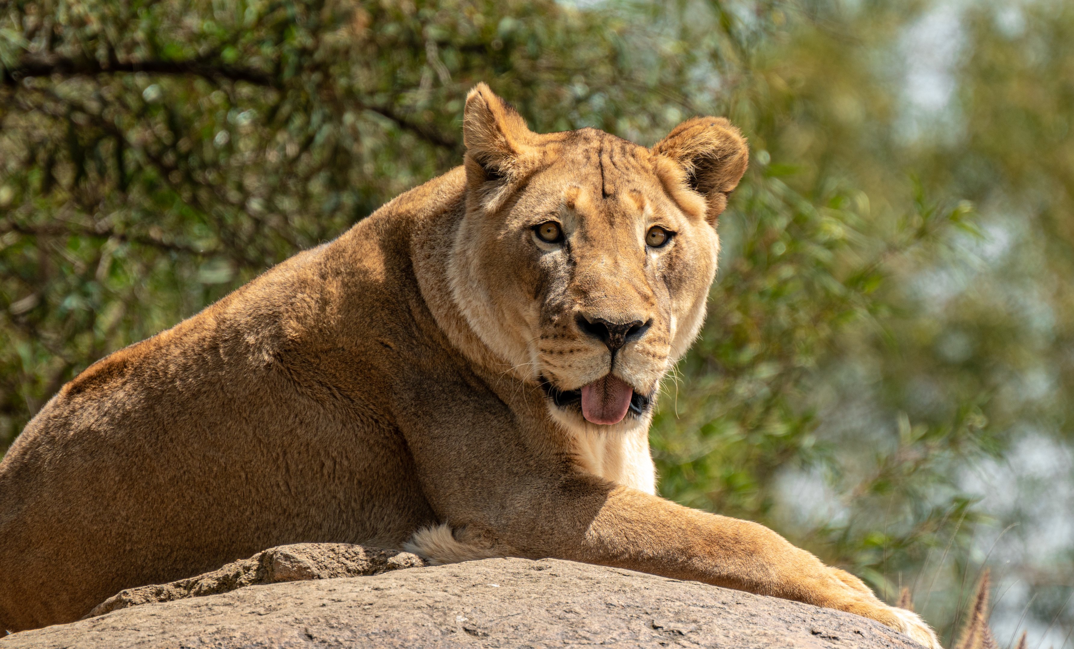 Etosha the African Lion