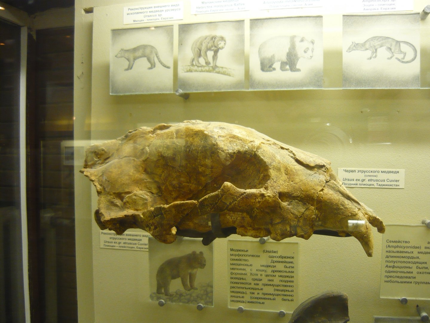 Etruscan bear skull (cast)