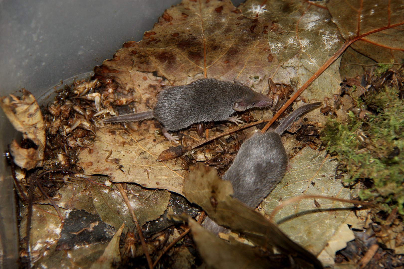 Etruscan or white-toothed pygmy shrew (Suncus etruscus)