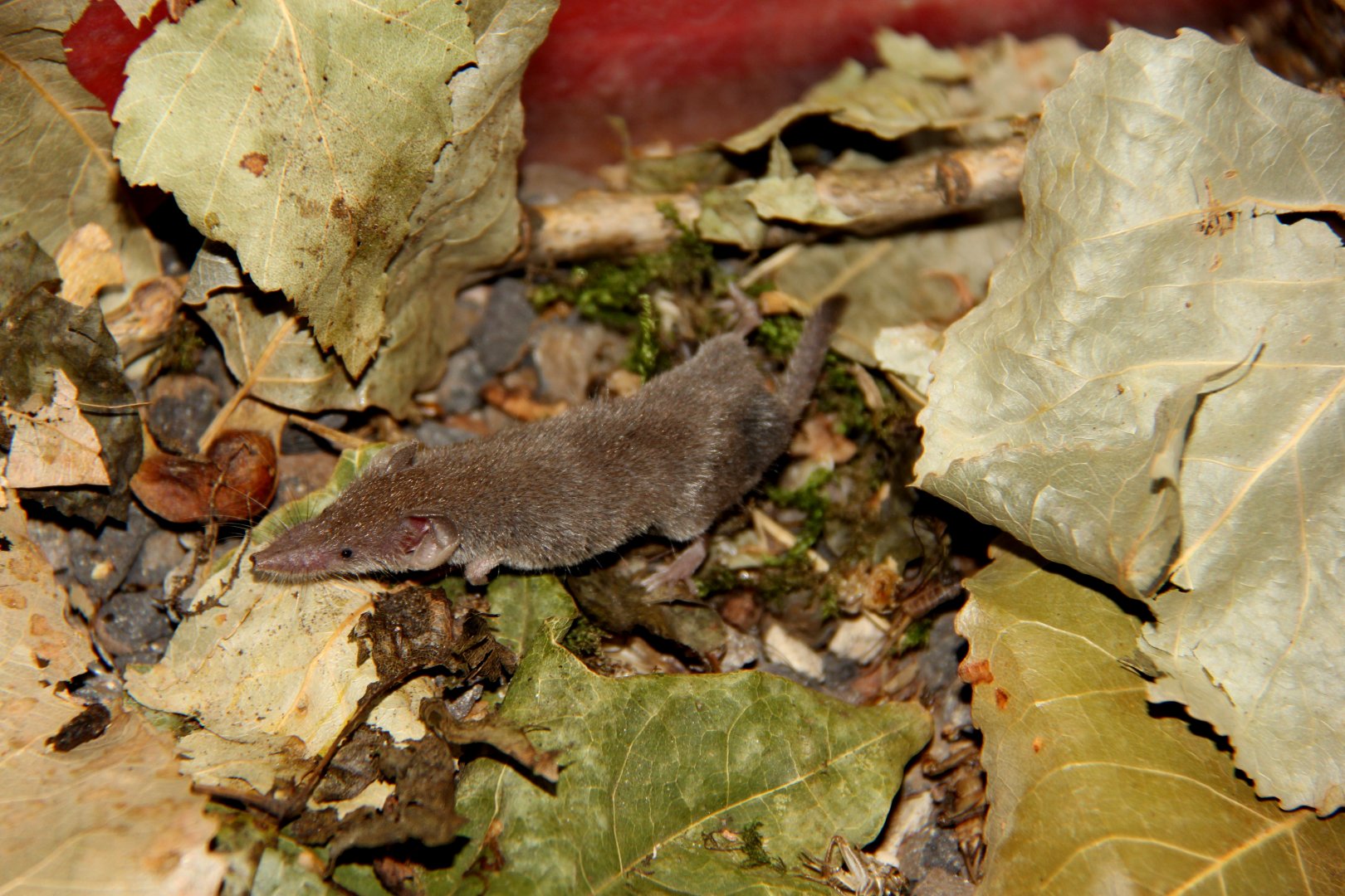Etruscan or white-toothed pygmy shrew (Suncus etruscus)