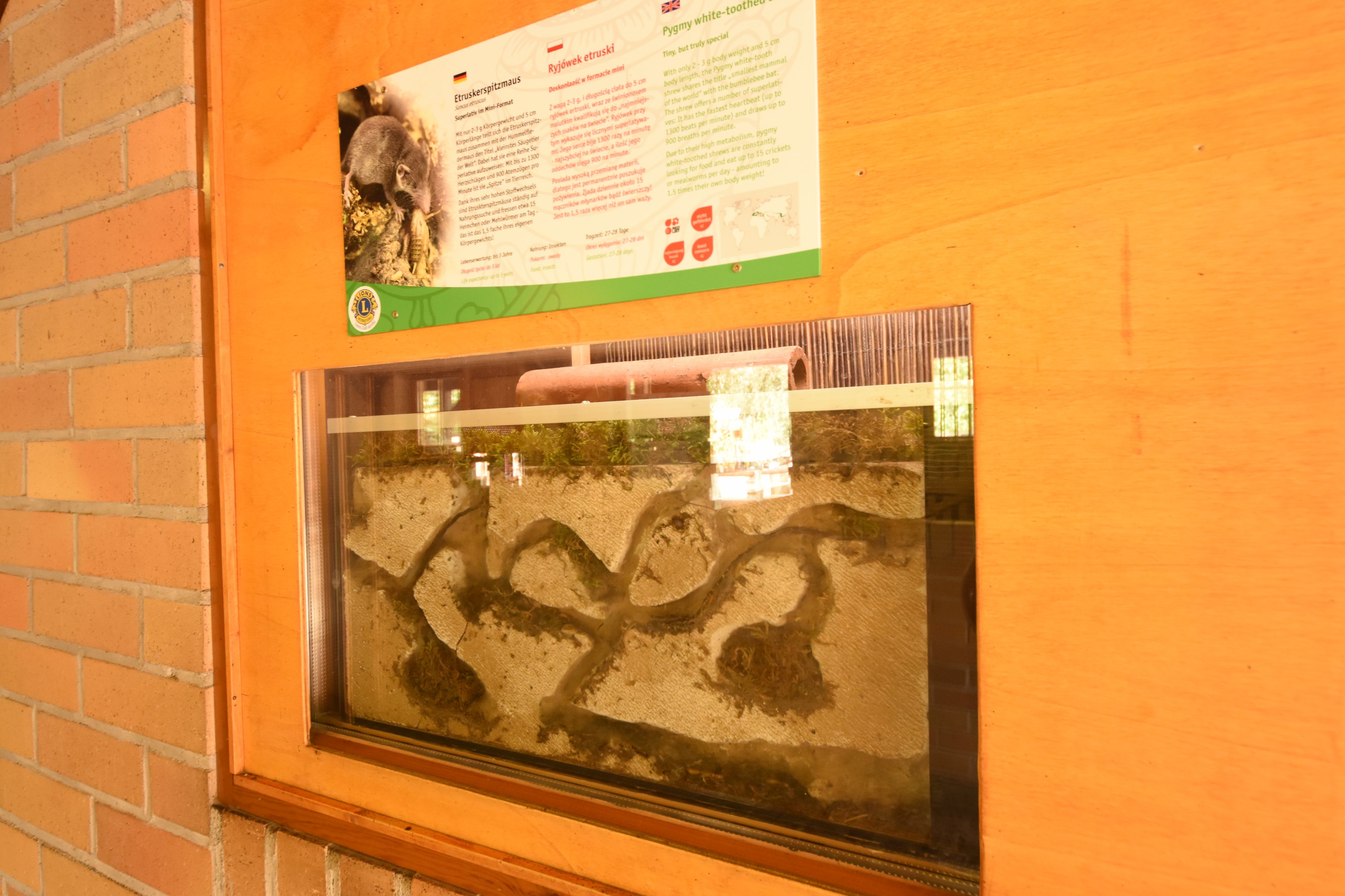 Etruscan shrew enclosure