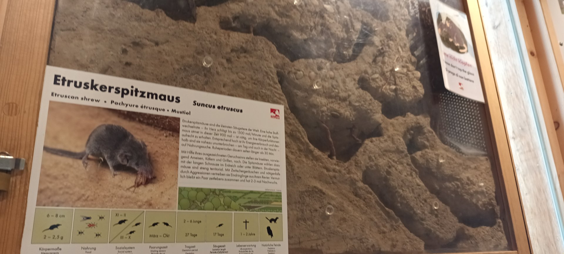 Etruscan Shrew Enclosure