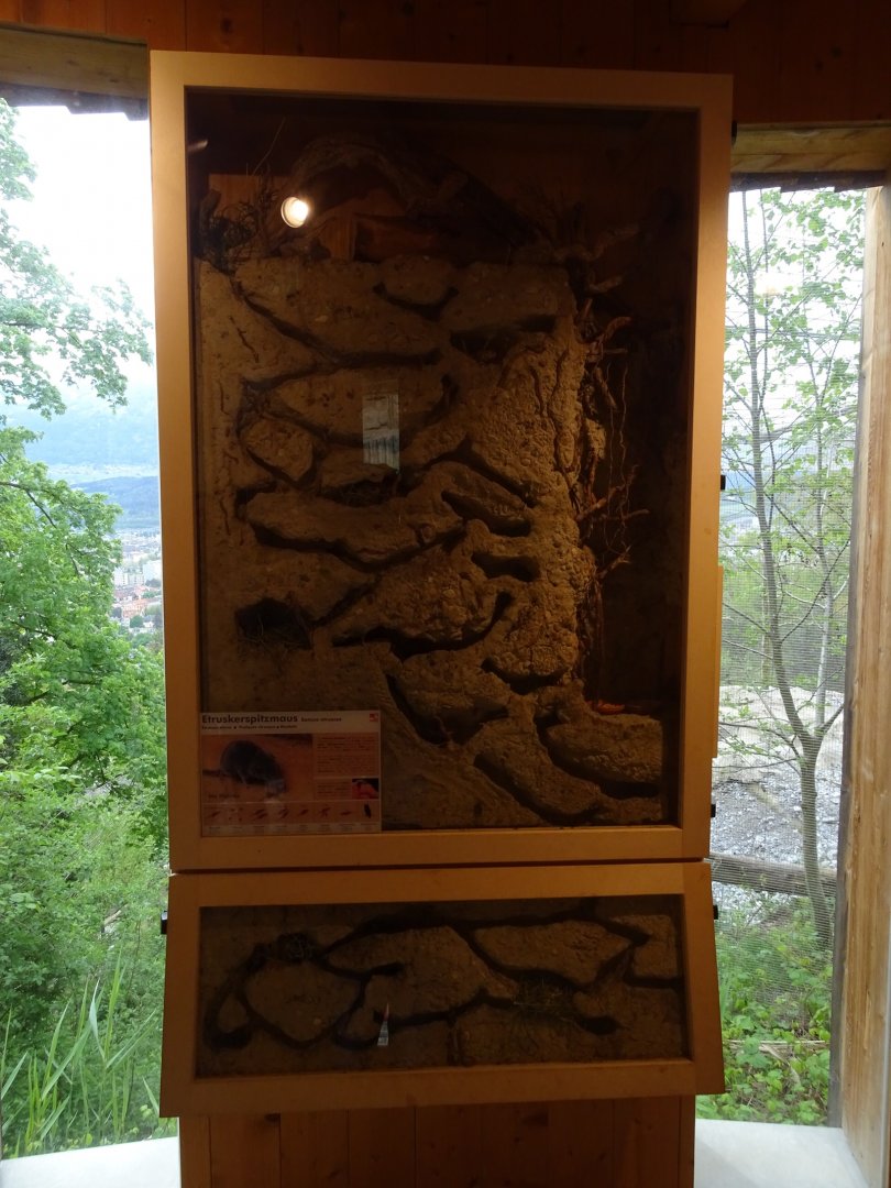 Etruscan shrew enclosure