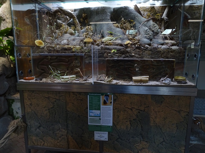 Etruscan shrew enclosure