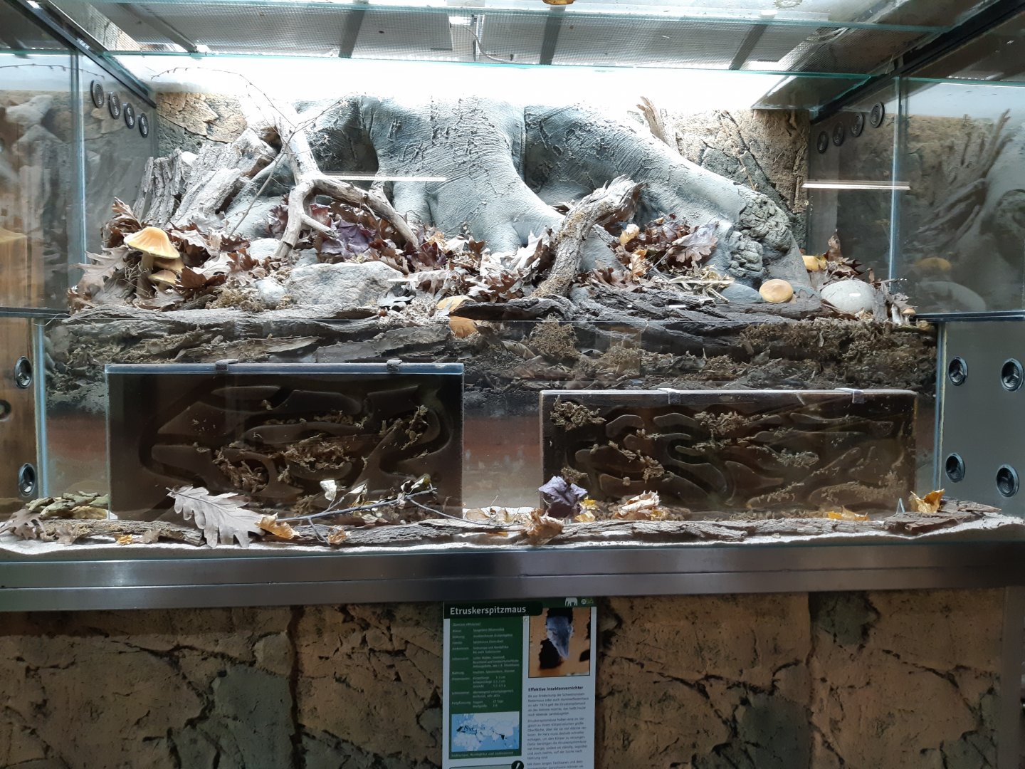 Etruscan Shrew exhibit