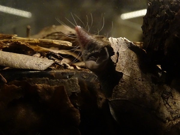Etruscan shrew (Suncus etruscus)