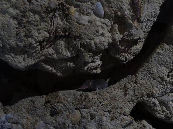 Etruscan shrew (Suncus etruscus)