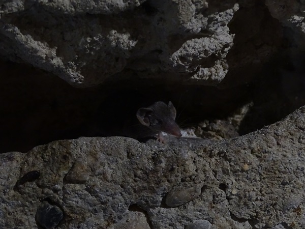 Etruscan shrew (Suncus etruscus)