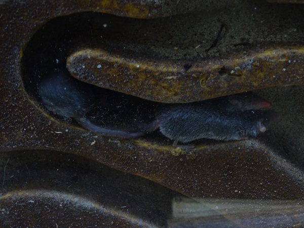 Etruscan shrew (Suncus etruscus)