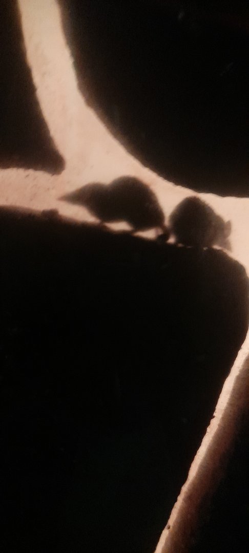 Etruscan shrews (Suncus etruscus)