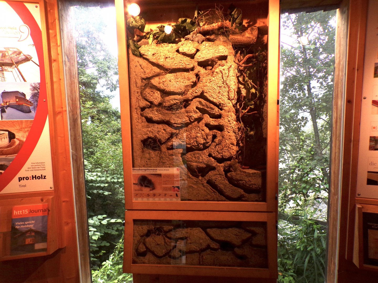 Etruskan shrew exhibit 9.7.25