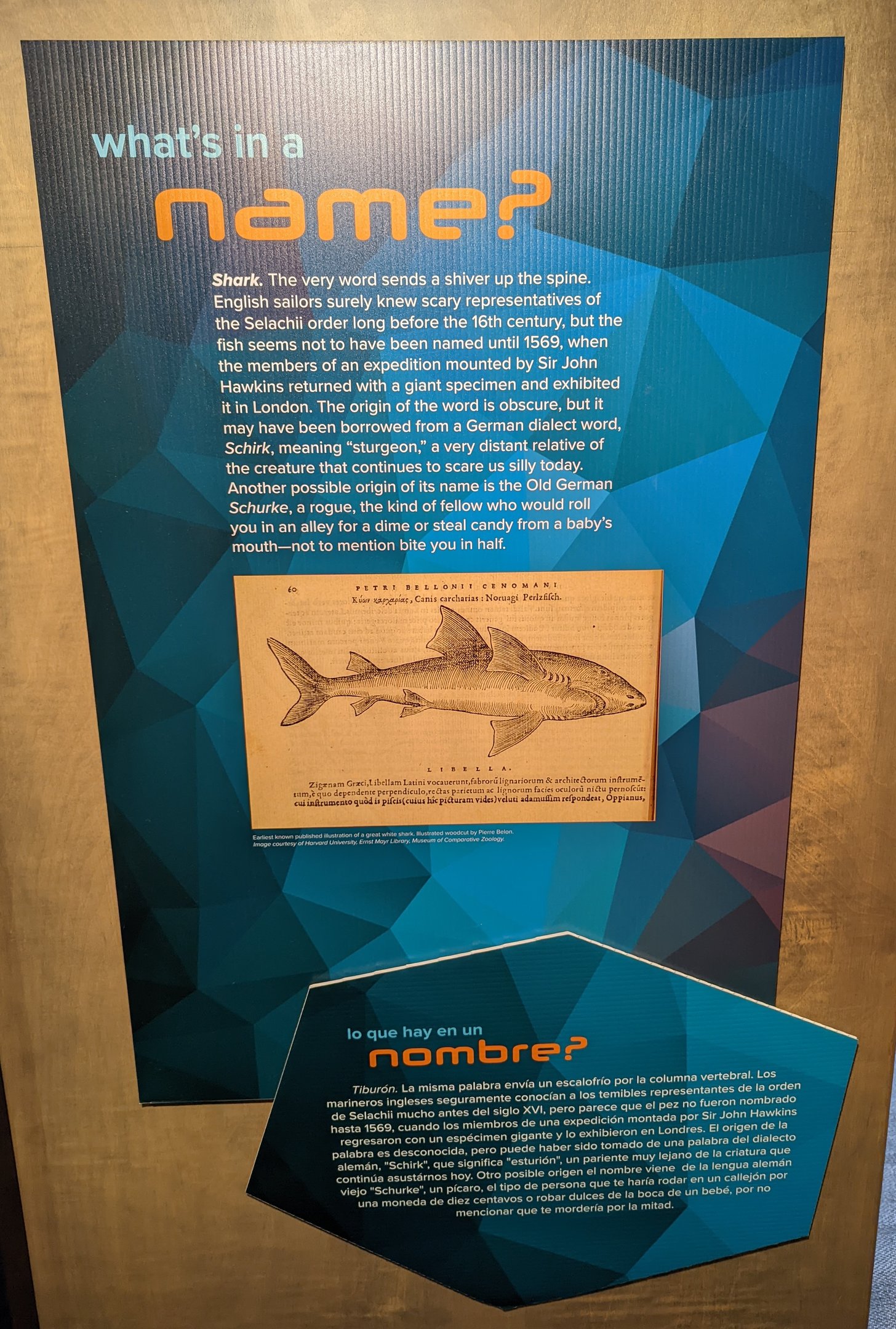 Etymology of the word Shark signage