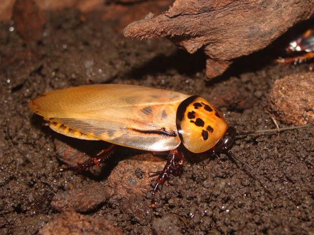 Eublaberus disthanti