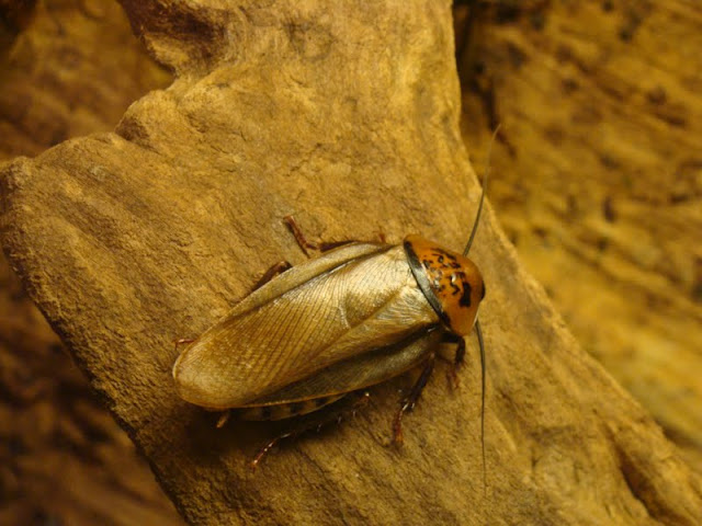 Eublaberus posticus