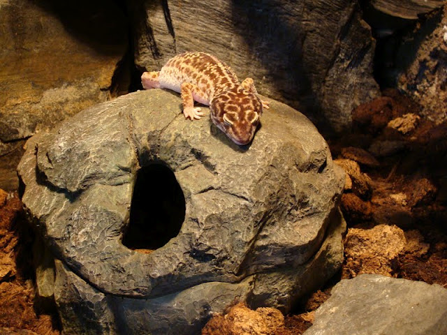 Eublepharis macularius